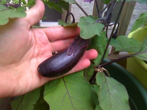 Eggplant